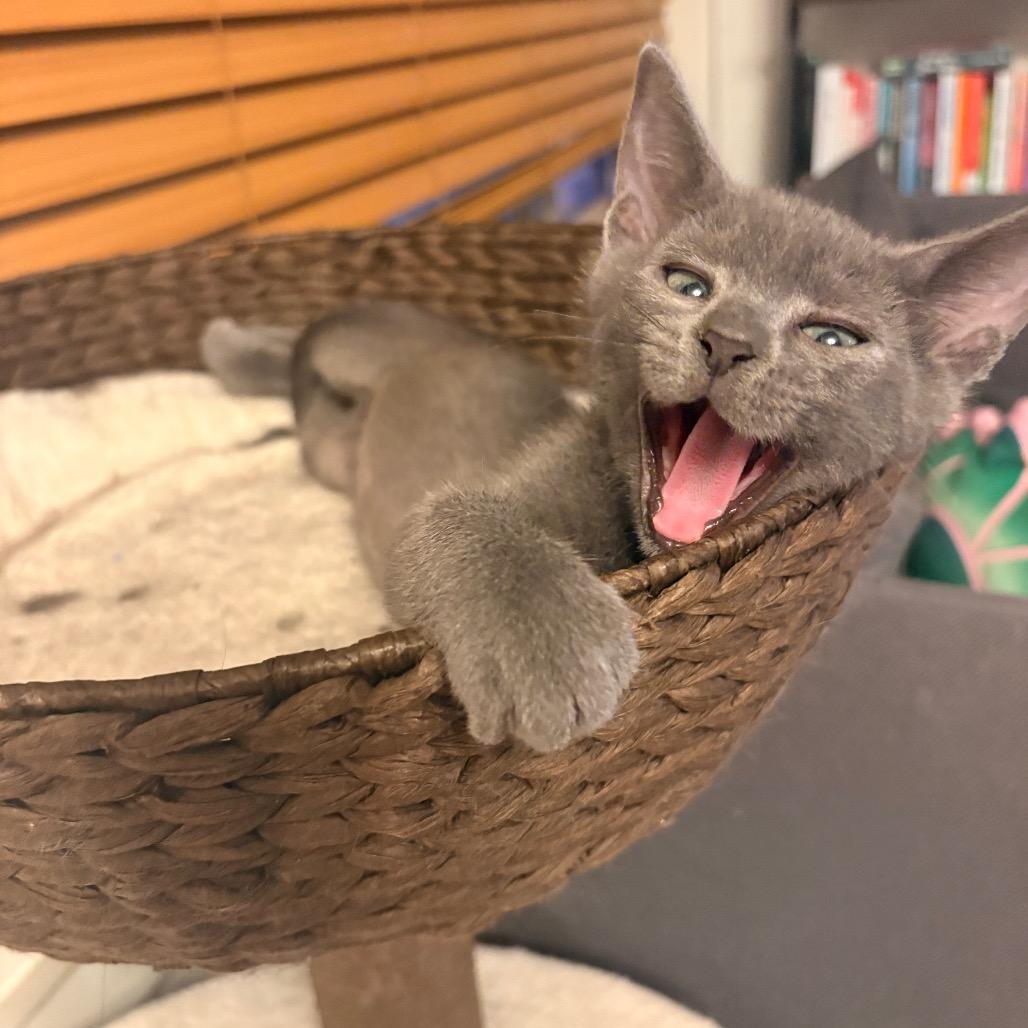 Enlarge Yuku, a Adoptable Domestic Short Hair in Abbotsford, BC image 5/6