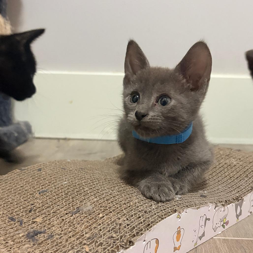 Enlarge Yuku, a Adoptable Domestic Short Hair in Abbotsford, BC image 6/6