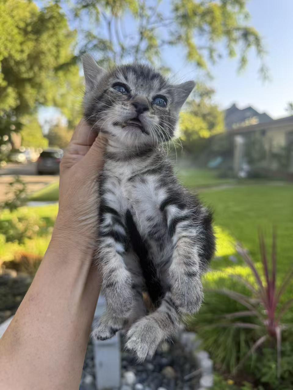 Sunshine, a ADOPTABLE Domestic Short Hair in Van Nuys, CA image 2/2
