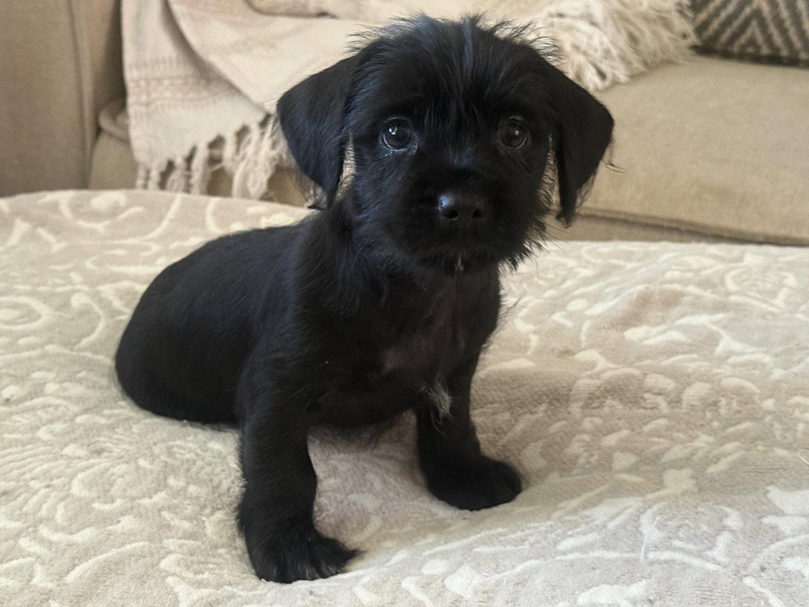 Enlarge Dale, a Adopted mixed breed in Fenton, MO image 1/1