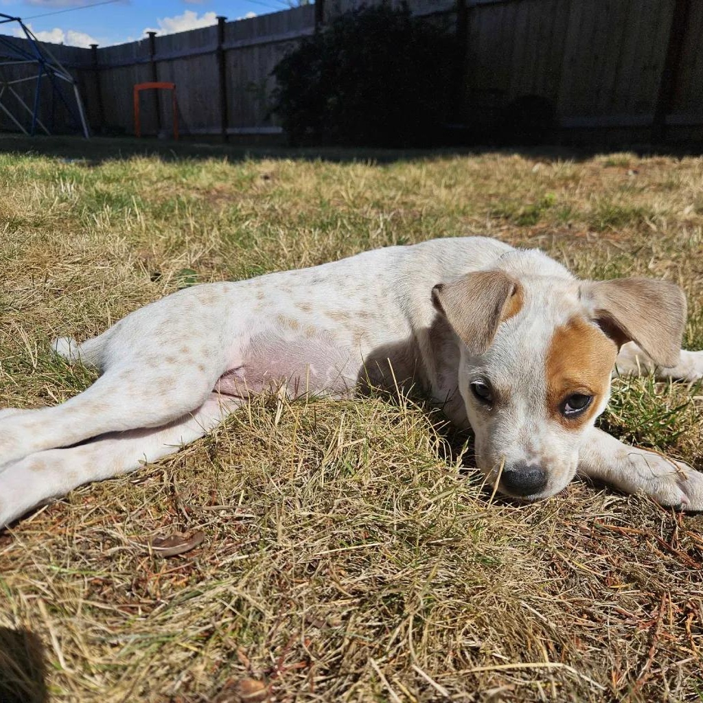 Enlarge Hana, a Adopted mixed breed in Seattle, WA image 3/6