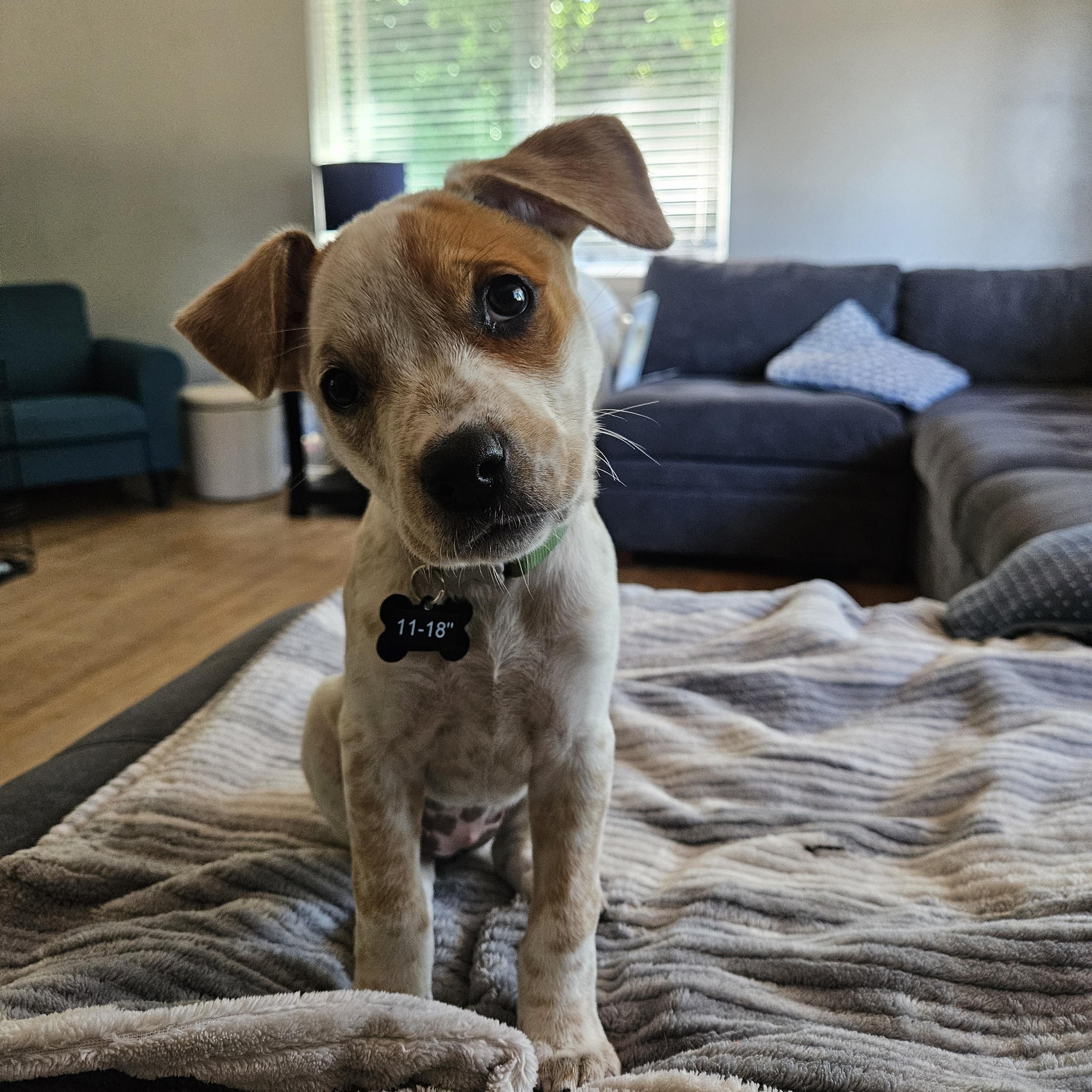 Enlarge Hana, a Adopted mixed breed in Seattle, WA image 1/6