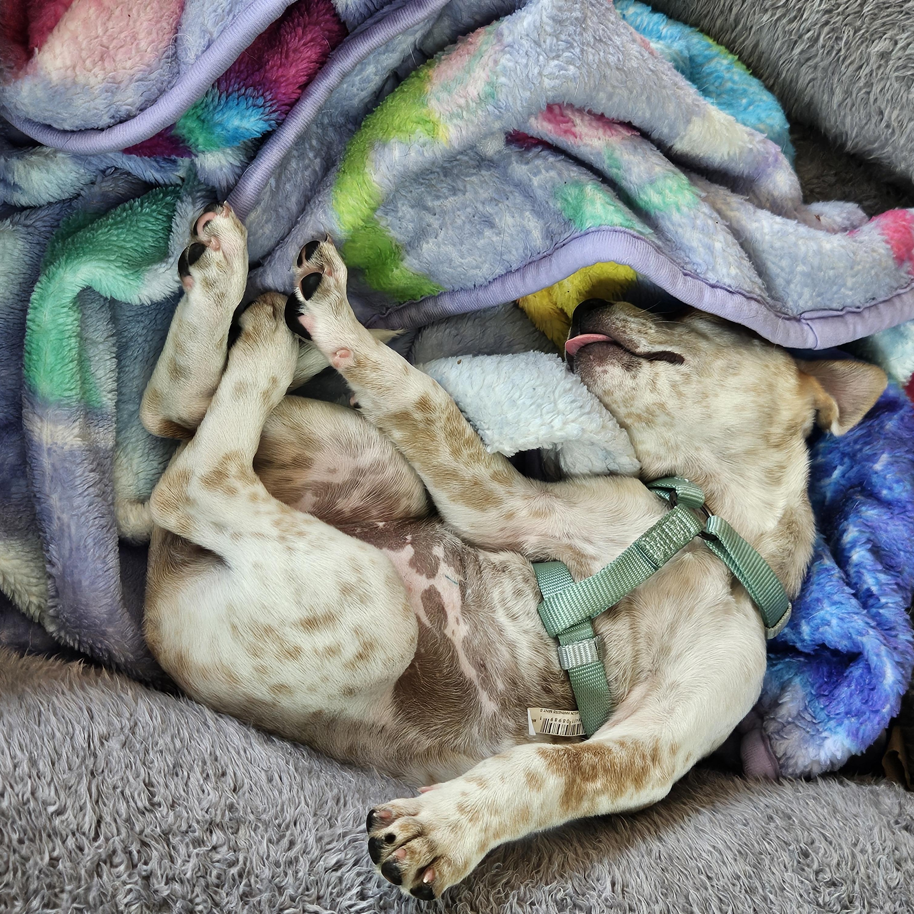 Enlarge Hana, a Adopted mixed breed in Seattle, WA image 5/6