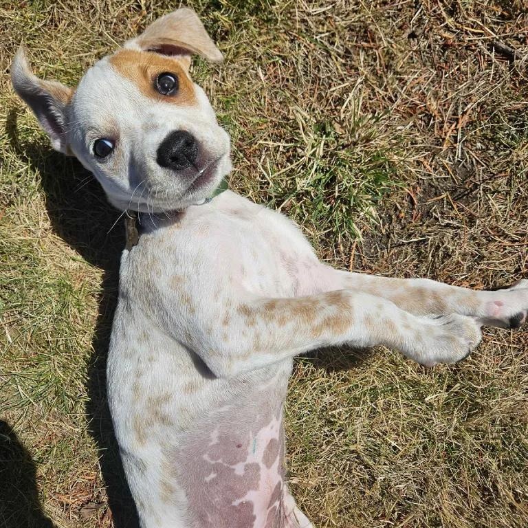 Enlarge Hana, a Adopted mixed breed in Seattle, WA image 6/6