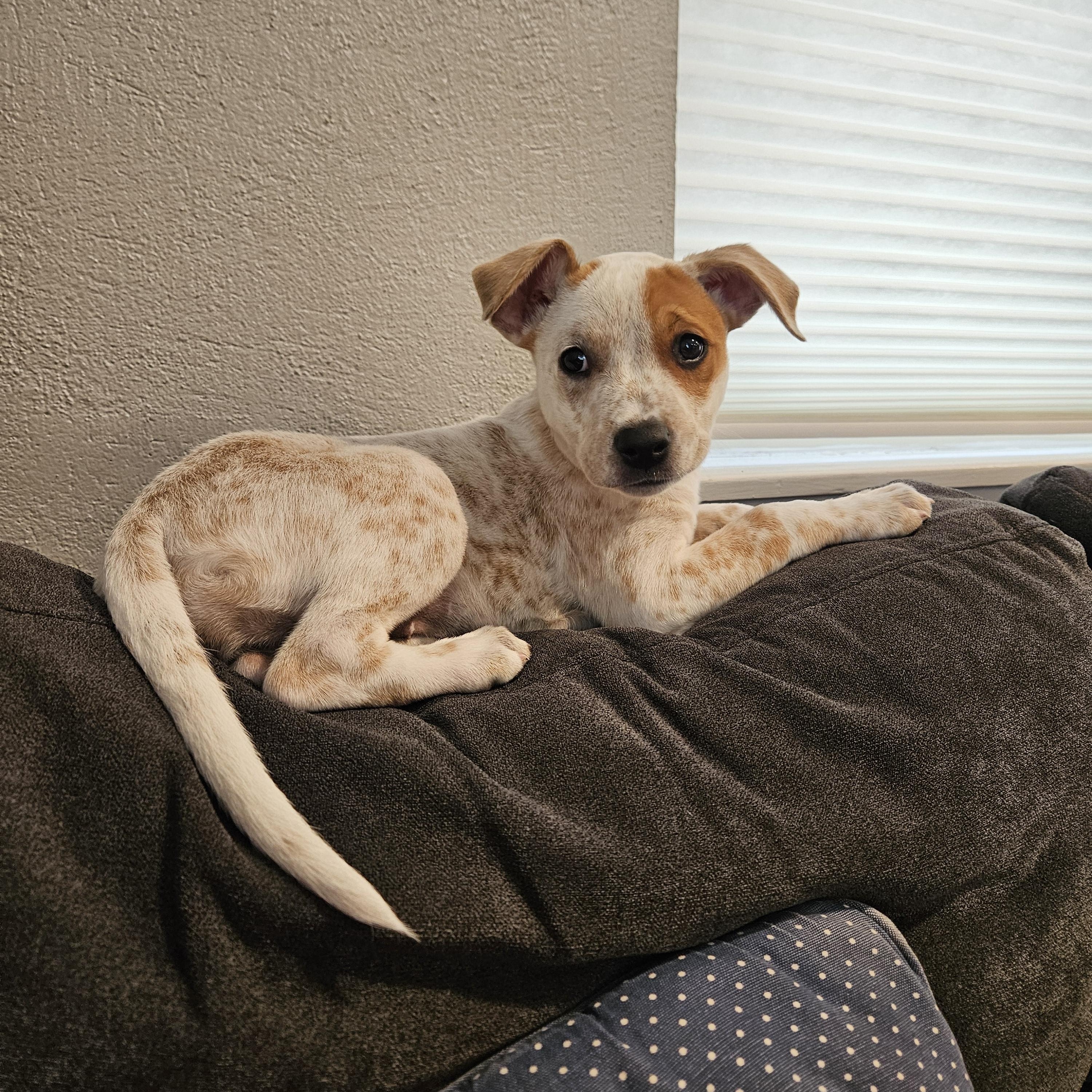 Enlarge Hana, a Adopted mixed breed in Seattle, WA image 4/6