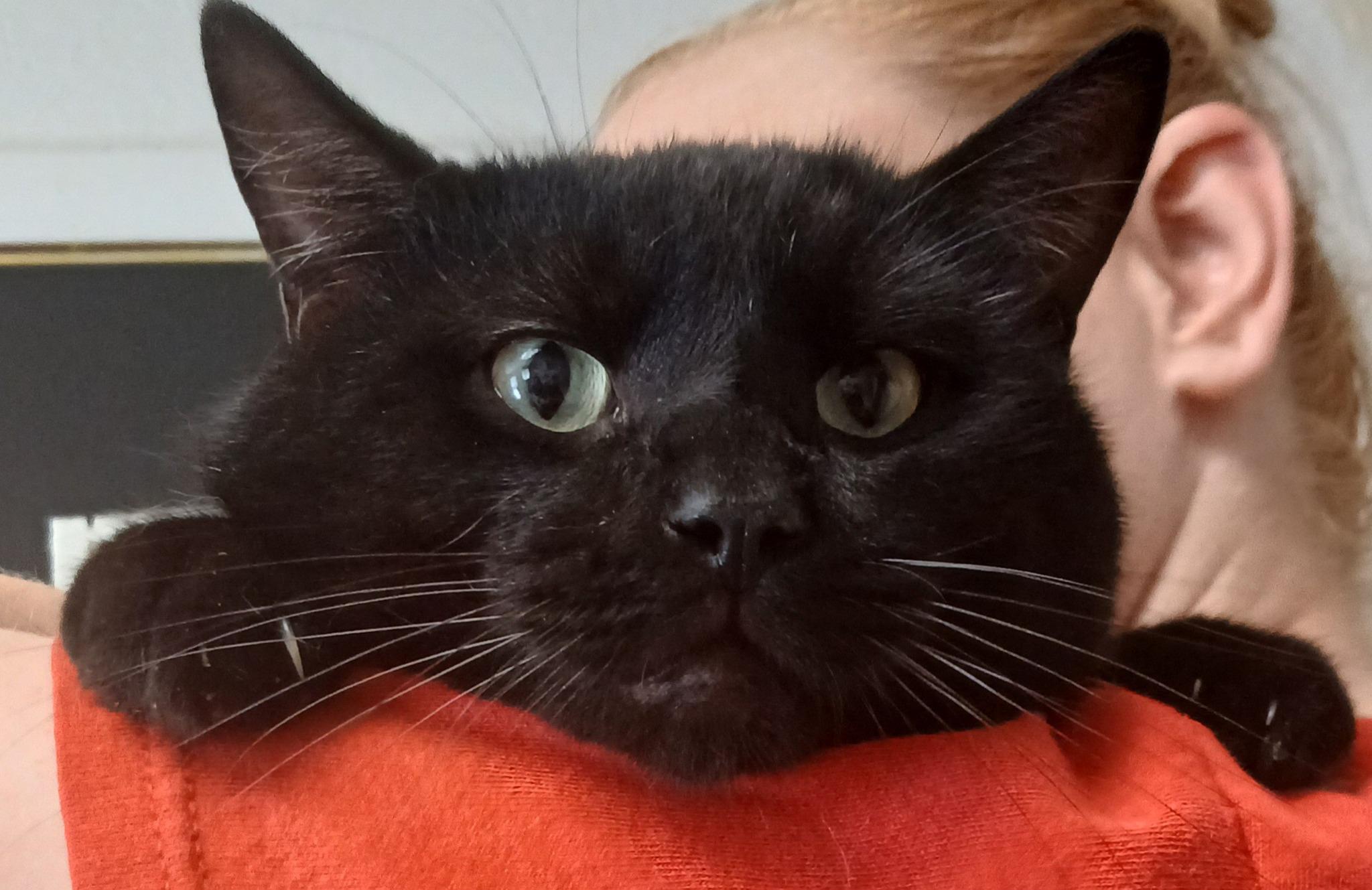 Shadow, Adoptable, Young Male Domestic Short Hair.