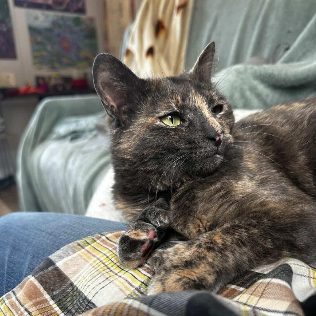 Cheerwine, Adoptable, Adult Female Domestic Short Hair.