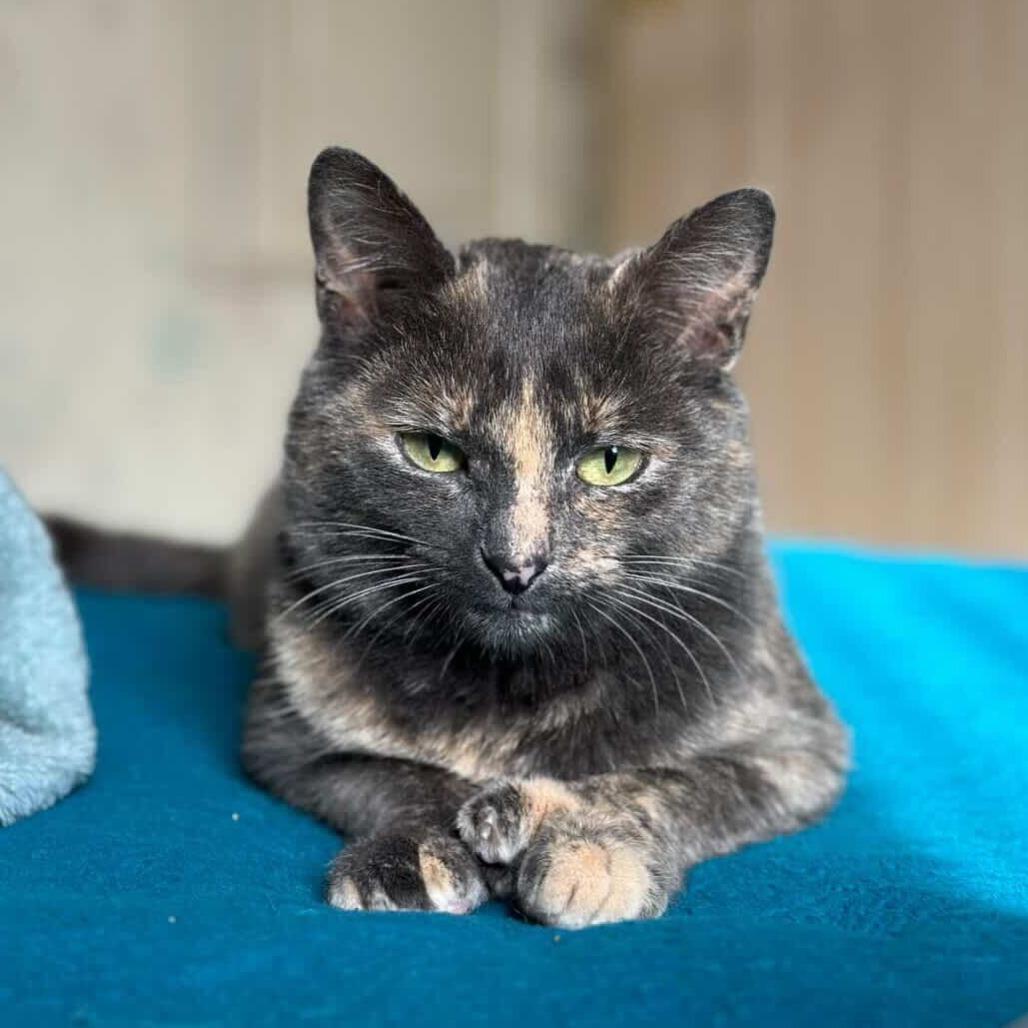 Enlarge Cheerwine, a Adoptable Domestic Short Hair in New York, NY image 2/6