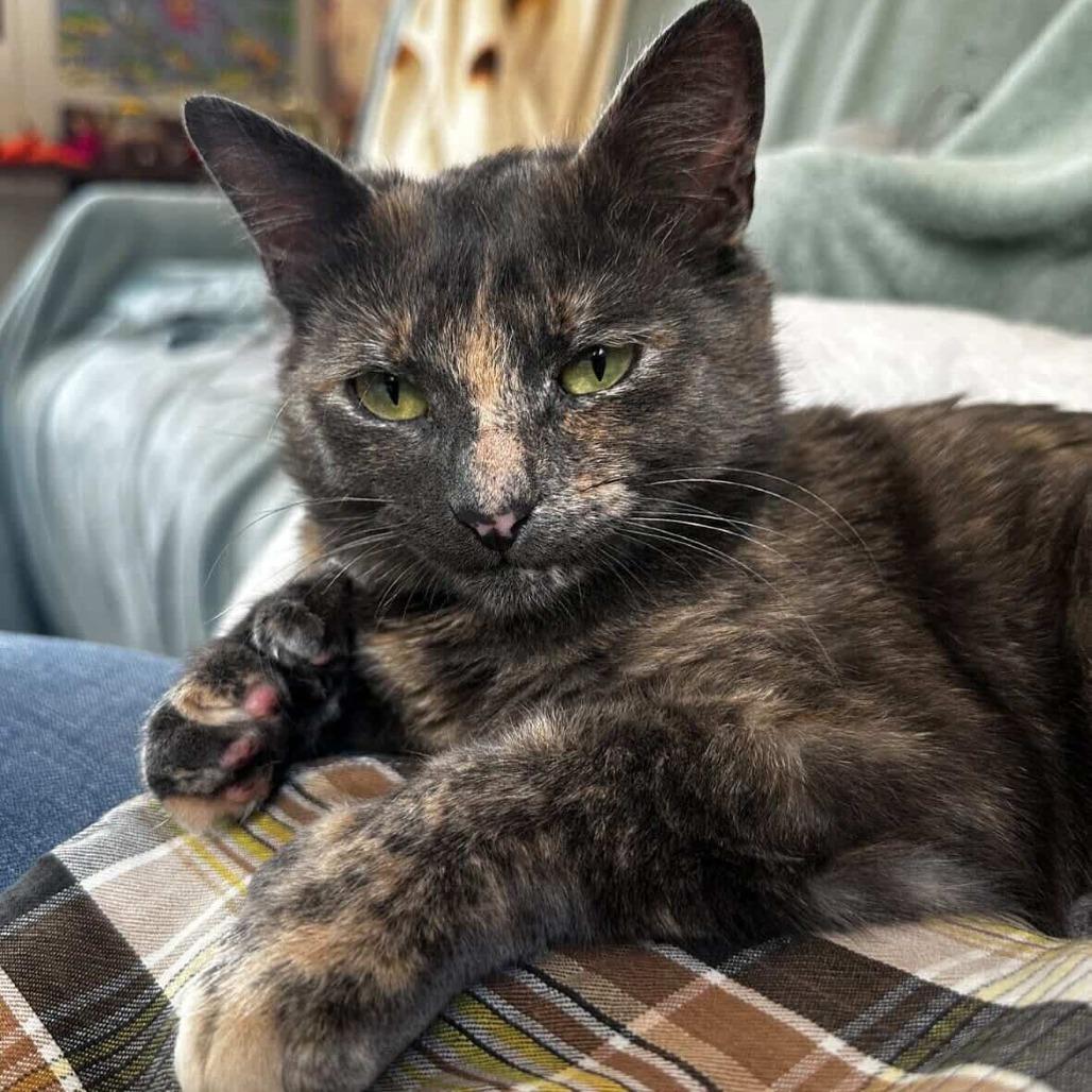 Enlarge Cheerwine, a Adoptable Domestic Short Hair in New York, NY image 3/6