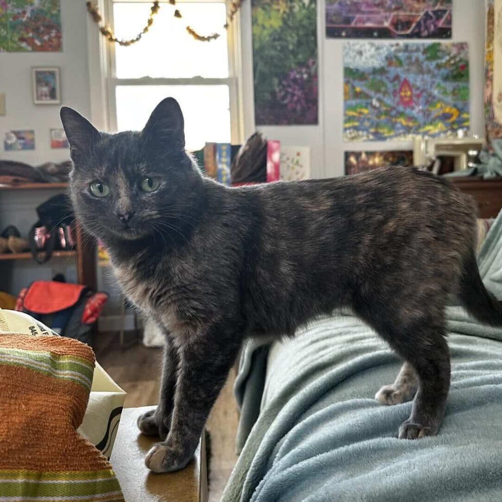 Enlarge Cheerwine, a Adoptable Domestic Short Hair in New York, NY image 4/6