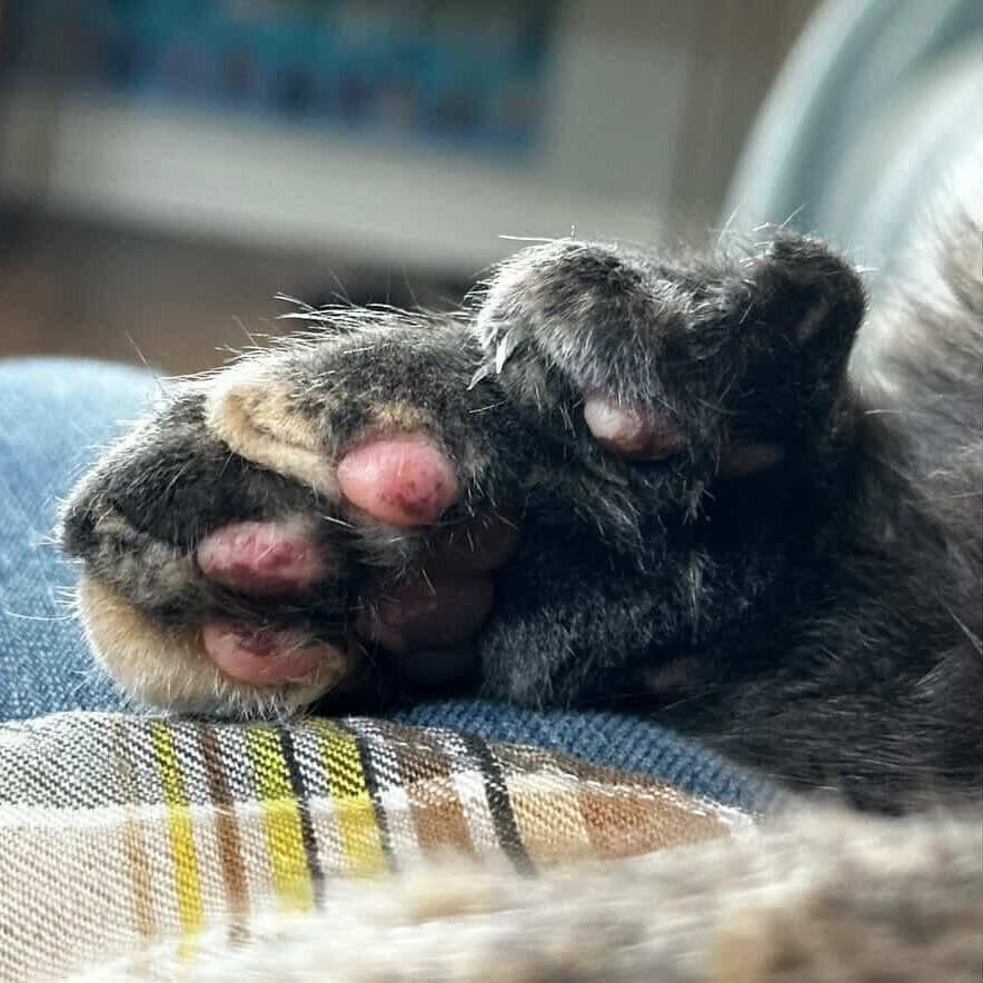 Enlarge Cheerwine, a Adoptable Domestic Short Hair in New York, NY image 5/6