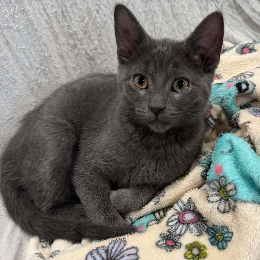Enlarge Rusty CM (Bonded with Muffin), a Adoptable mixed breed in Farmington Hills, MI image 2/6