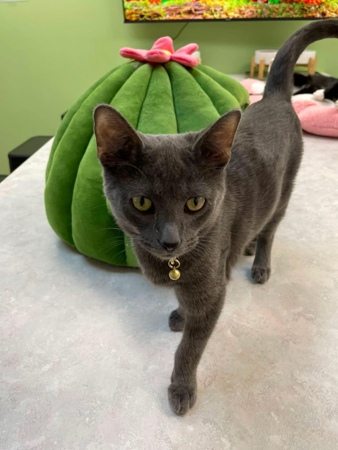 Rusty CM (Bonded with Muffin), Adoptable, Kitten Male Russian Blue.