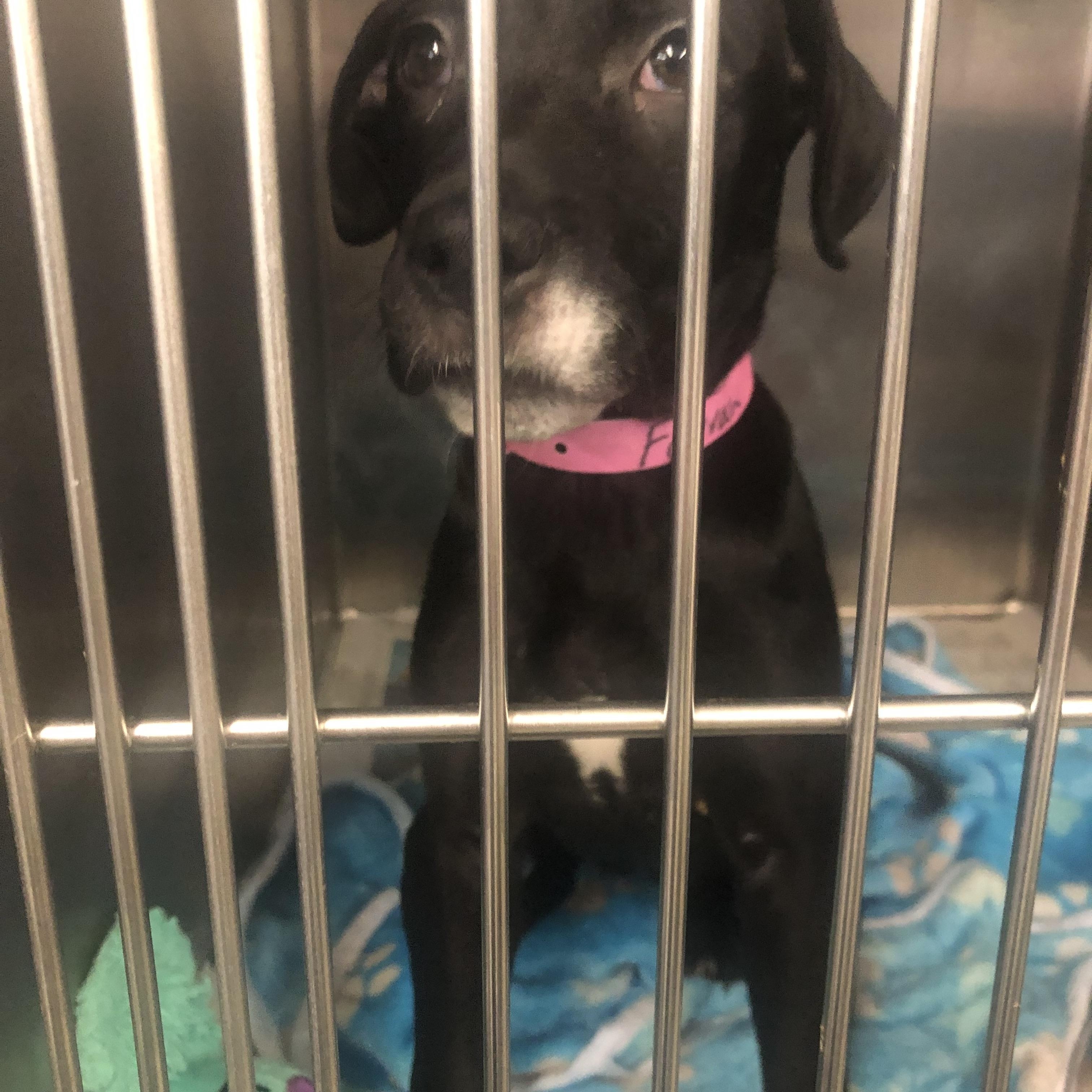 Enlarge Farrah, a ADOPTABLE mixed breed in Parma, OH image 1/2