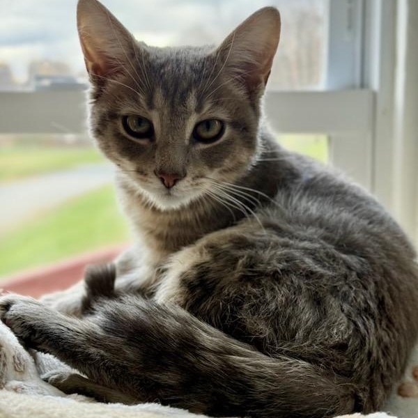 Enlarge Louie, a Adoptable Domestic Short Hair in Greensburg, PA image 5/6