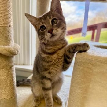 Enlarge Louie, a Adoptable Domestic Short Hair in Greensburg, PA image 1/6