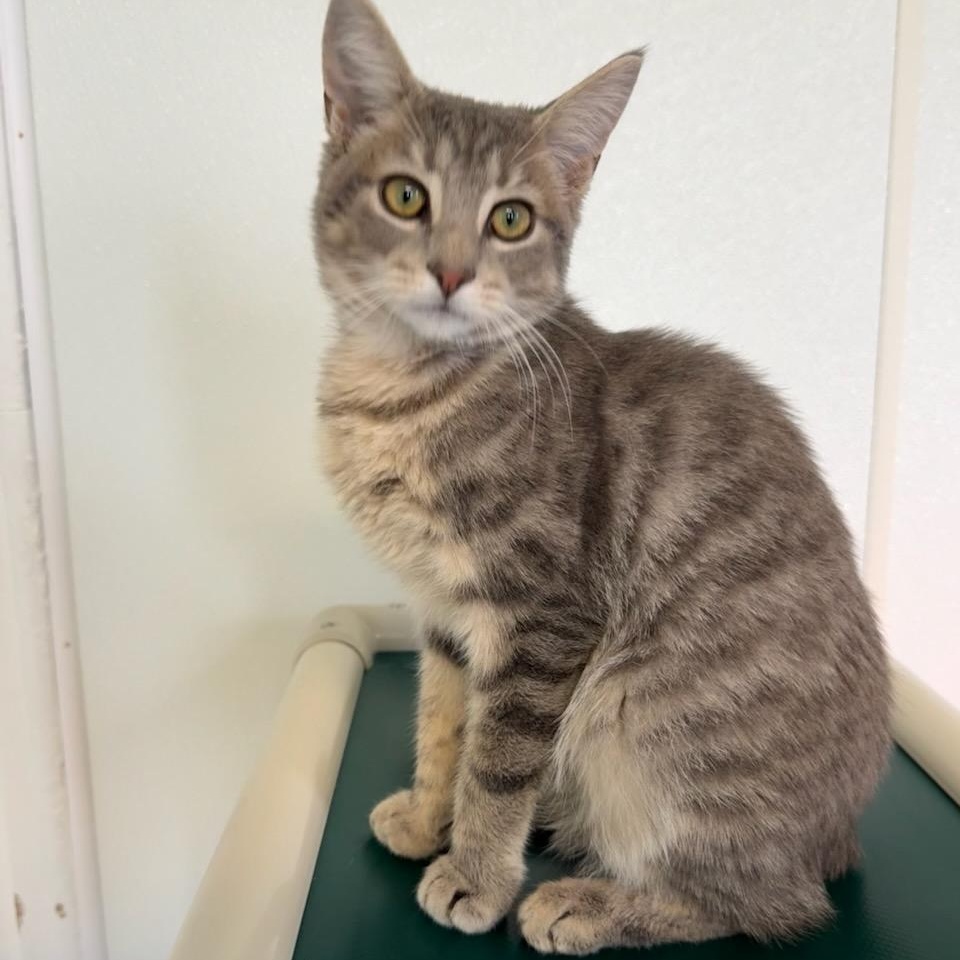 Enlarge Louie, a Adoptable Domestic Short Hair in Greensburg, PA image 2/6