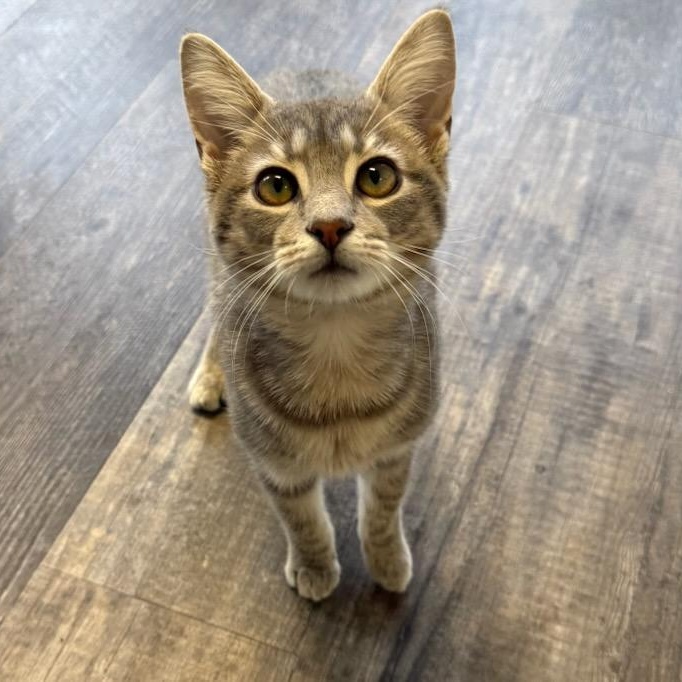Enlarge Louie, a Adoptable Domestic Short Hair in Greensburg, PA image 3/6