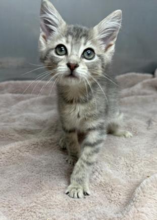 Enlarge Louie, a Adoptable Domestic Short Hair in Greensburg, PA image 6/6