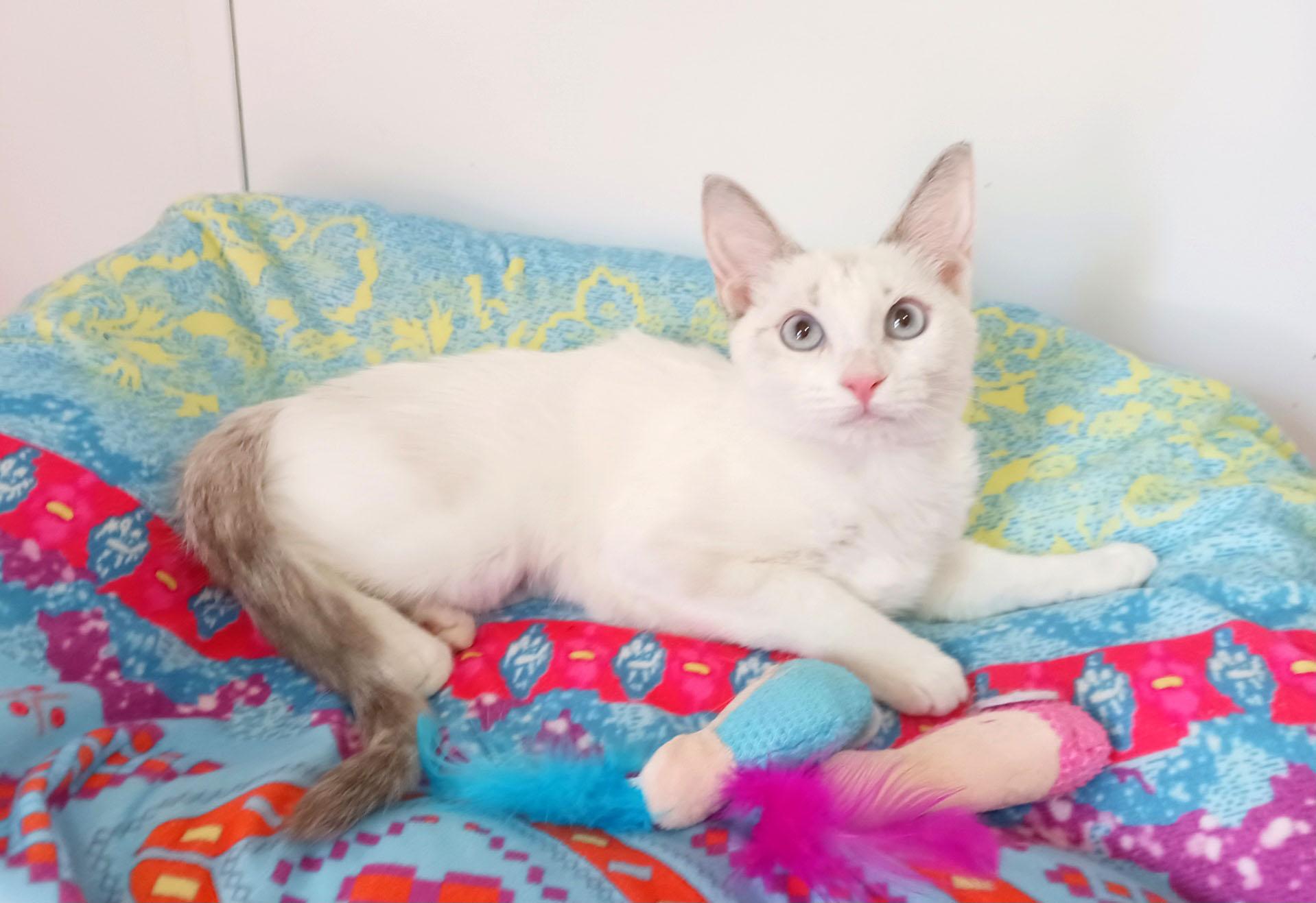 Enlarge Opal Windermere, a Adopted mixed breed in Mesa, AZ image 2/3