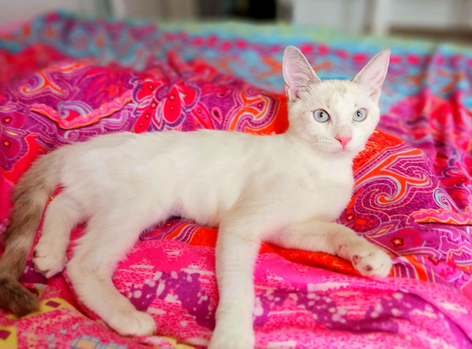 Enlarge Opal Windermere, a Adopted mixed breed in Mesa, AZ image 1/3