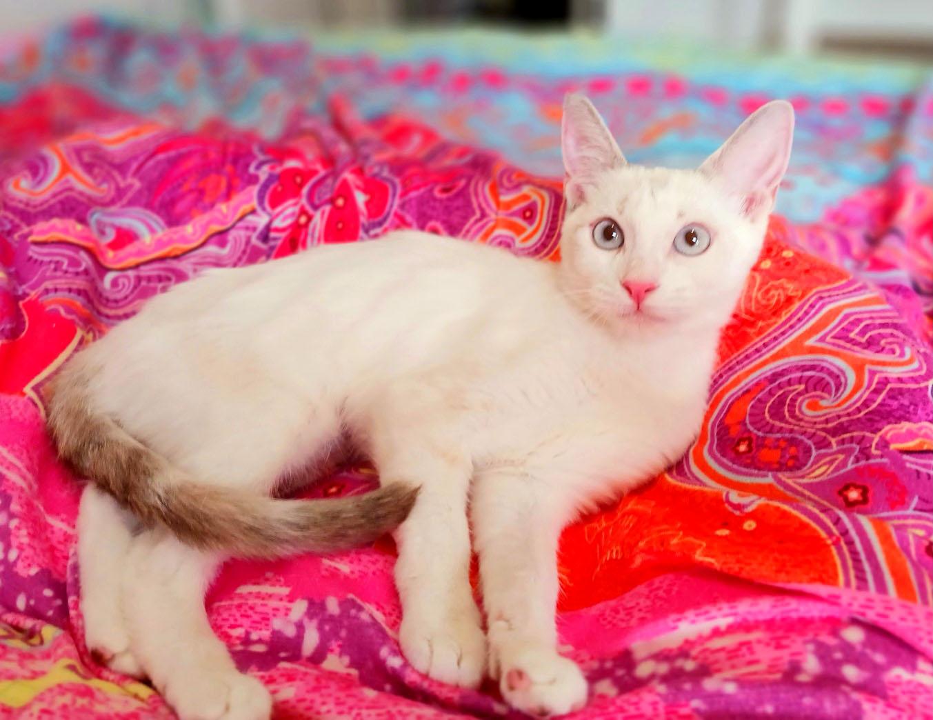 Enlarge Opal Windermere, a Adopted mixed breed in Mesa, AZ image 3/3