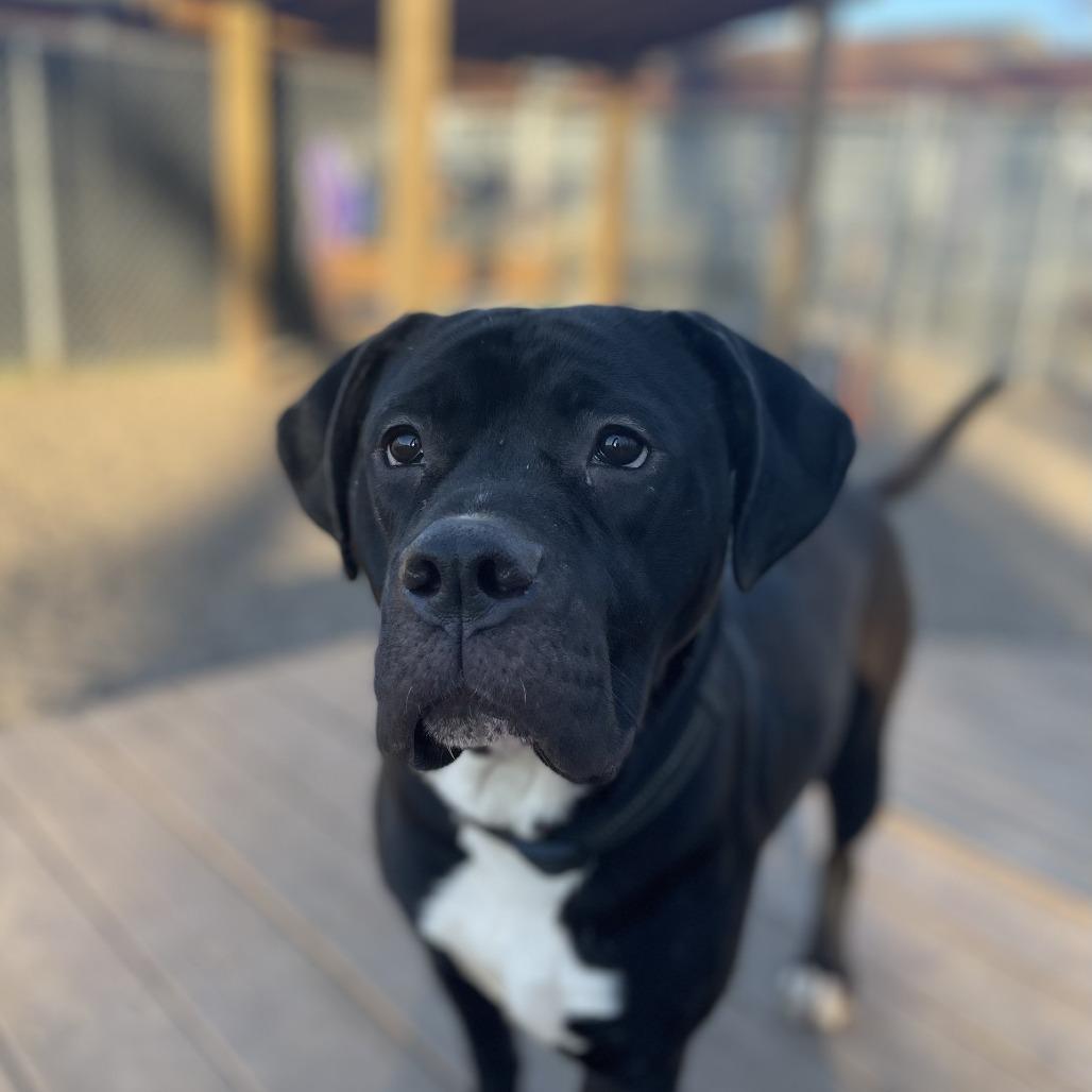 Bunny, Adoptable, Young Female Boxer.