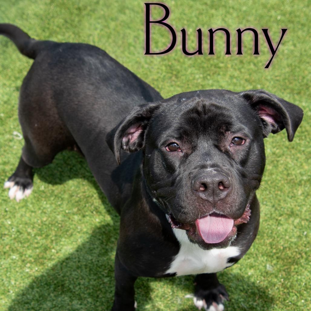 Enlarge Bunny, a Adoptable mixed breed in Parkersburg, WV image 2/5