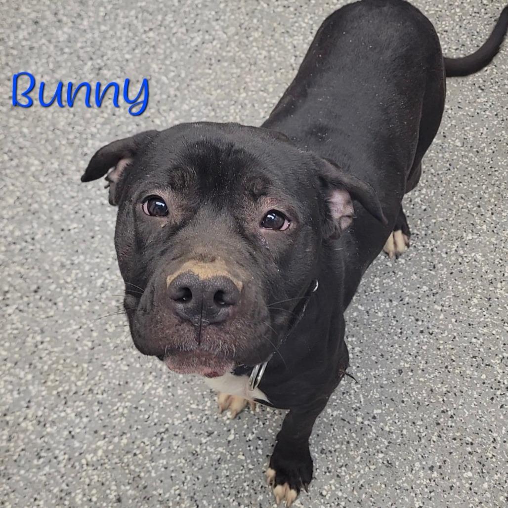 Bunny, a Adoptable mixed breed in Parkersburg, WV image 3/4