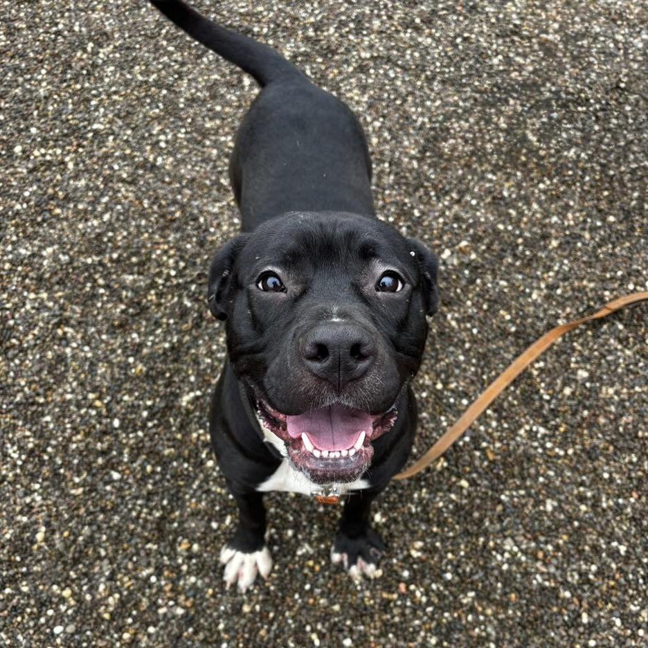 Bunny, a Adoptable mixed breed in Parkersburg, WV image 4/4