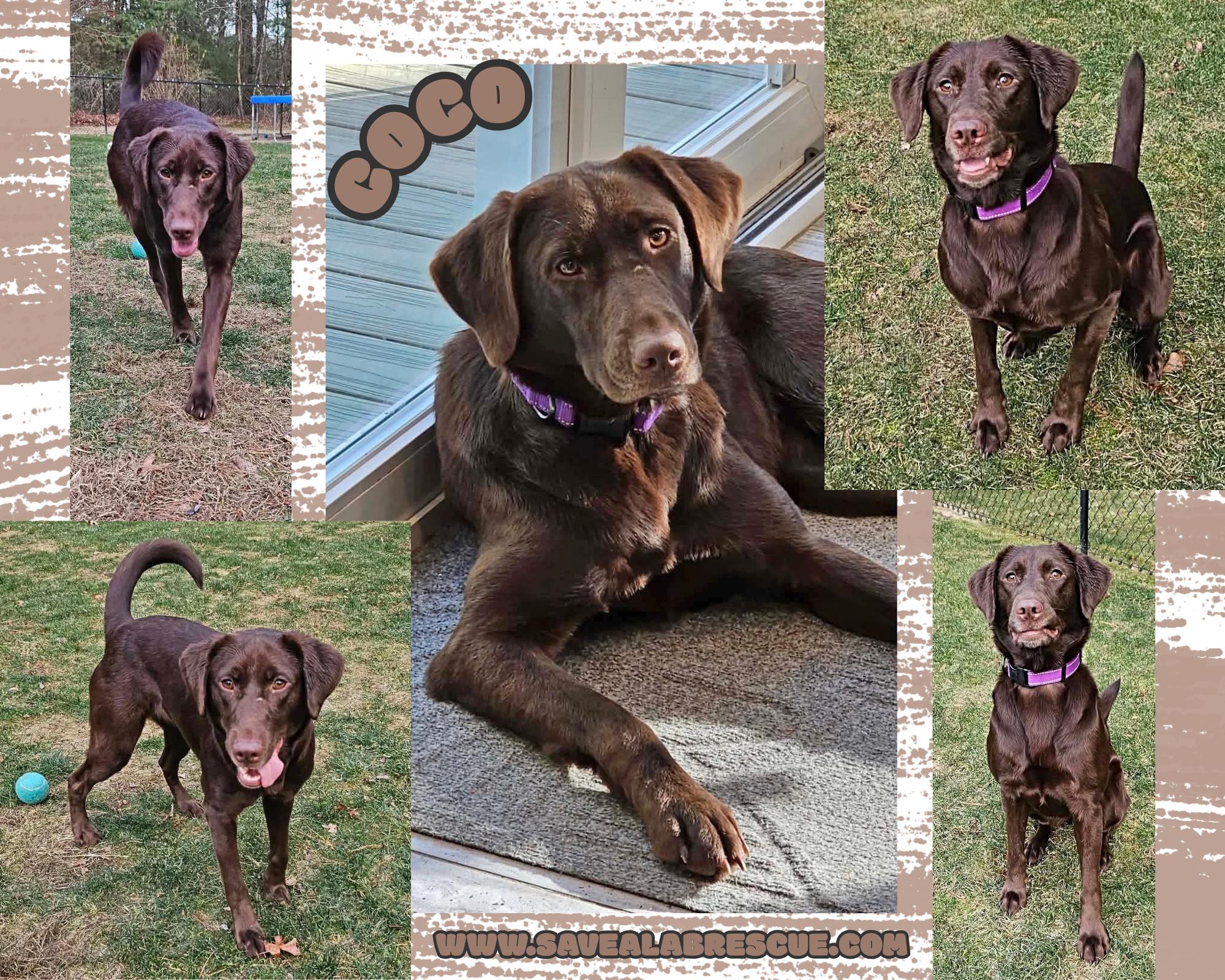 Enlarge Coco, an adopted mixed breed in Newport, RI image 1/1