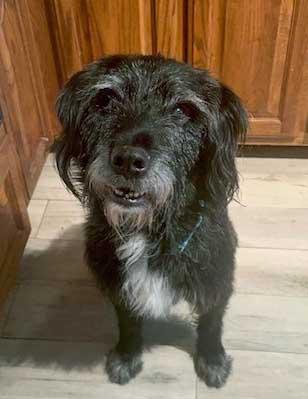 Enlarge WATSON - NEED ADOPTER OR FOSTER WITH INTENT TO ADOPT, an adoptable mixed breed in White Bear Lake, MN image 5/5