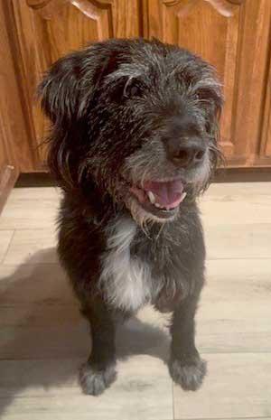 Enlarge WATSON - NEED ADOPTER OR FOSTER WITH INTENT TO ADOPT, an adoptable mixed breed in White Bear Lake, MN image 4/5