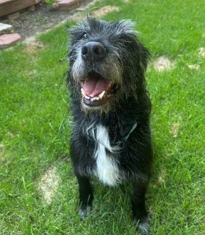 Enlarge WATSON - NEED ADOPTER OR FOSTER WITH INTENT TO ADOPT, an adoptable mixed breed in White Bear Lake, MN image 2/5
