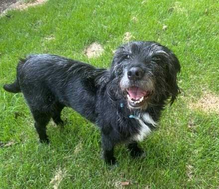 Enlarge WATSON - NEED ADOPTER OR FOSTER WITH INTENT TO ADOPT, an adoptable mixed breed in White Bear Lake, MN image 3/5