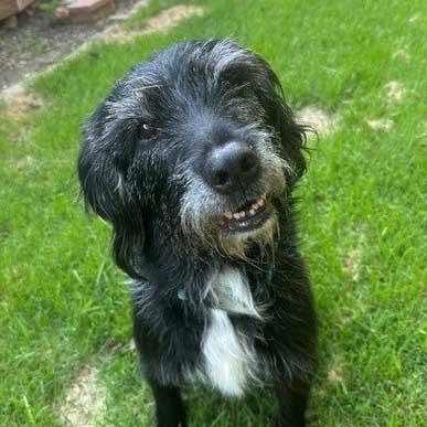 WATSON - NEED ADOPTER OR FOSTER WITH INTENT TO ADOPT, adoptable, Adult Male Irish Wolfhound.