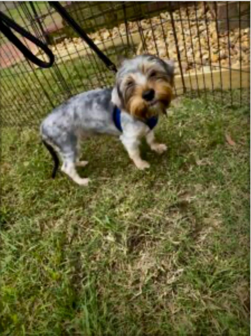 Enlarge Murphy, a Adoptable mixed breed in Hopewell, VA image 1/1