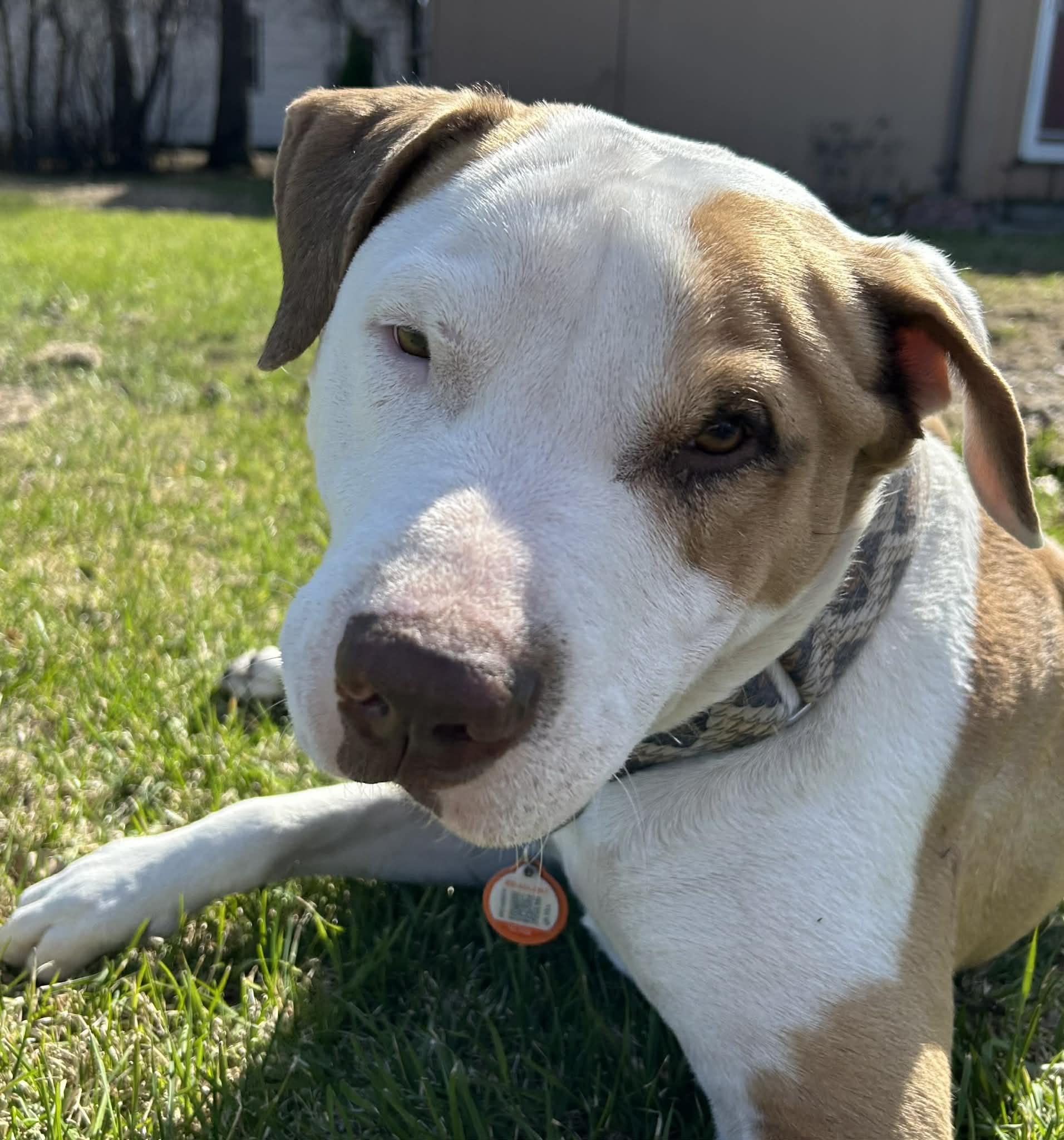 Chester, a ADOPTABLE mixed breed in Grafton, ND image 1/5