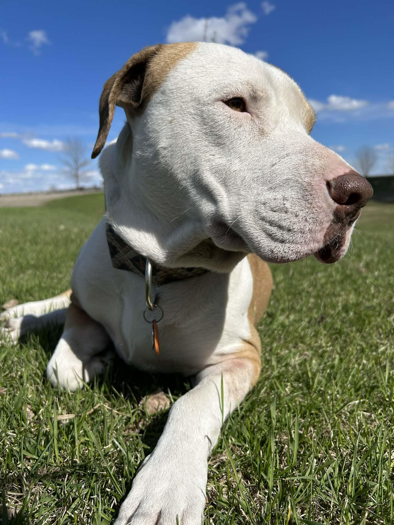 Chester, a ADOPTABLE mixed breed in Grafton, ND image 3/5