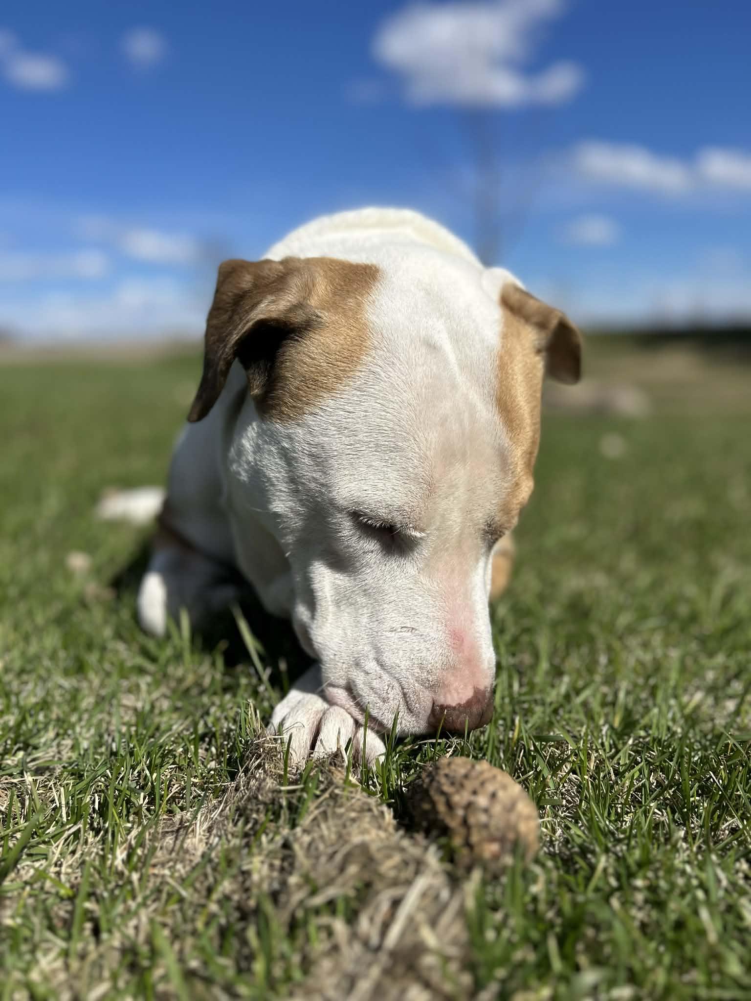 Chester, a ADOPTABLE mixed breed in Grafton, ND image 4/5