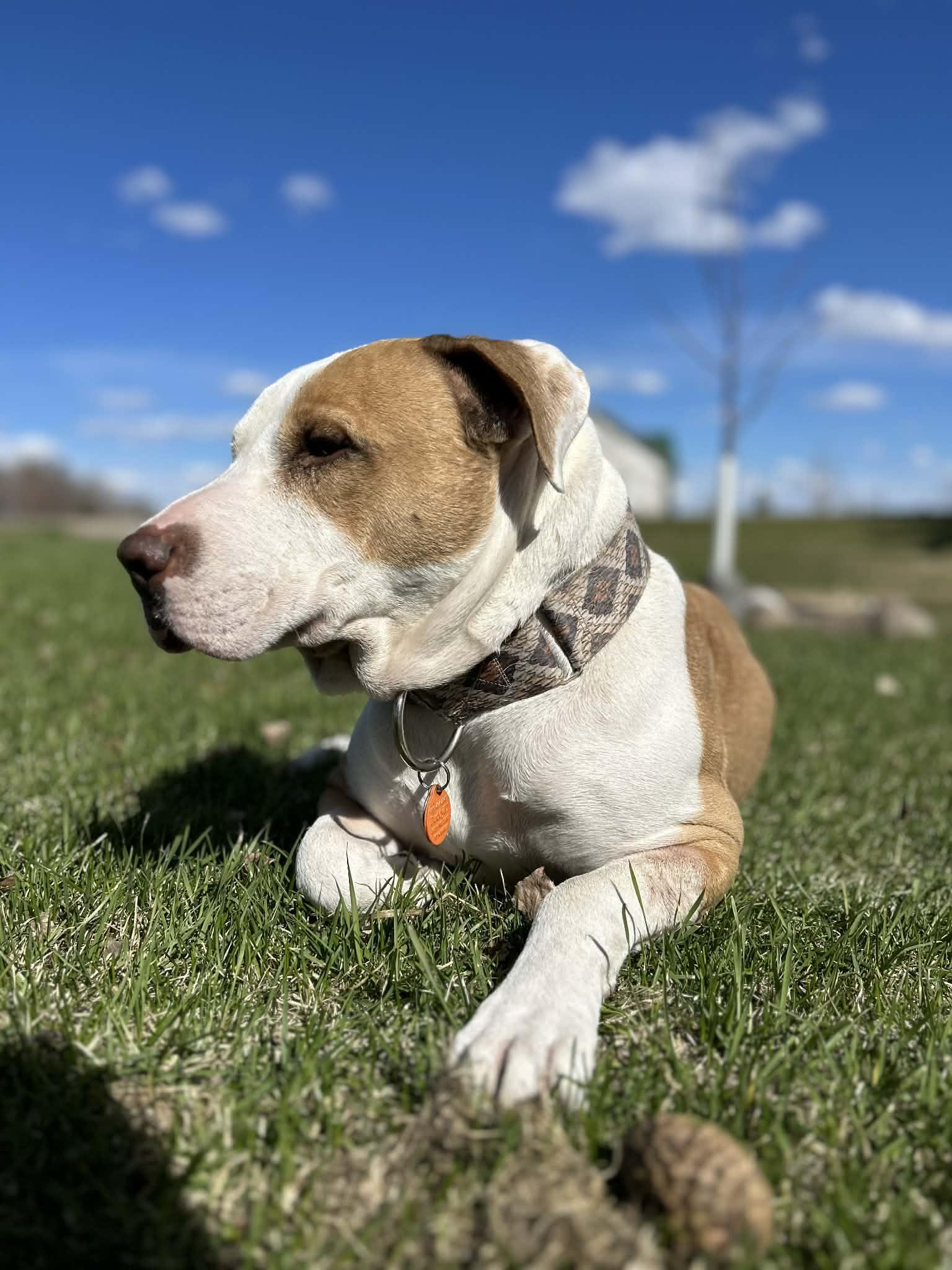 Chester, a ADOPTABLE mixed breed in Grafton, ND image 2/5