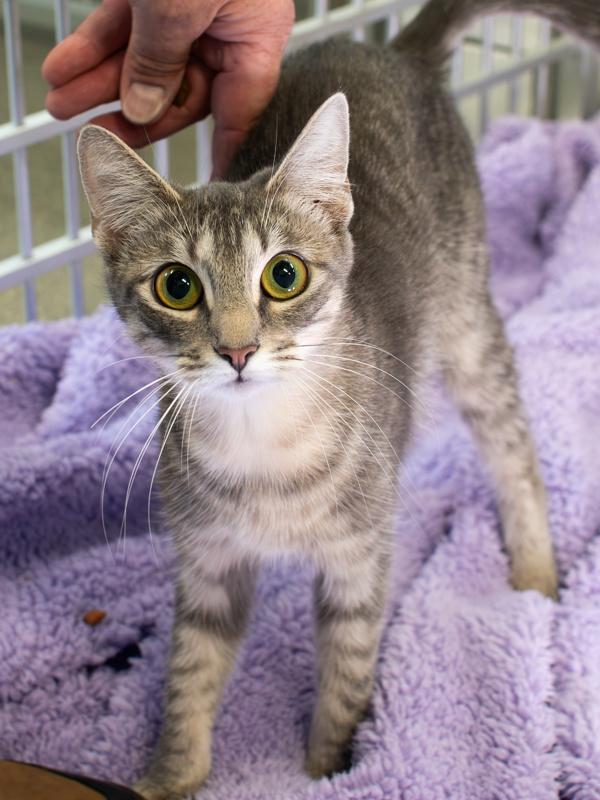 Sweet Pea, Adoptable, Young Female Domestic Short Hair.