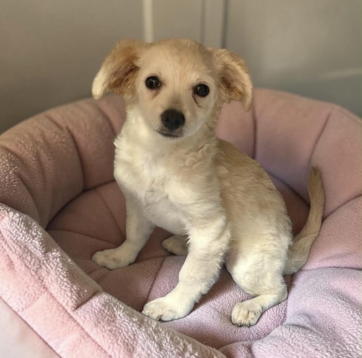 Enlarge Anna, a Adopted mixed breed in Oceanside, CA image 1/4