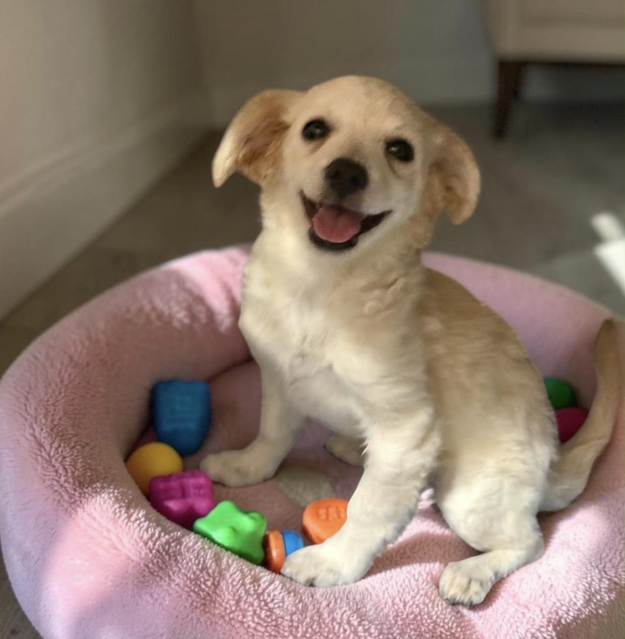 Enlarge Anna, a Adopted mixed breed in Oceanside, CA image 4/4