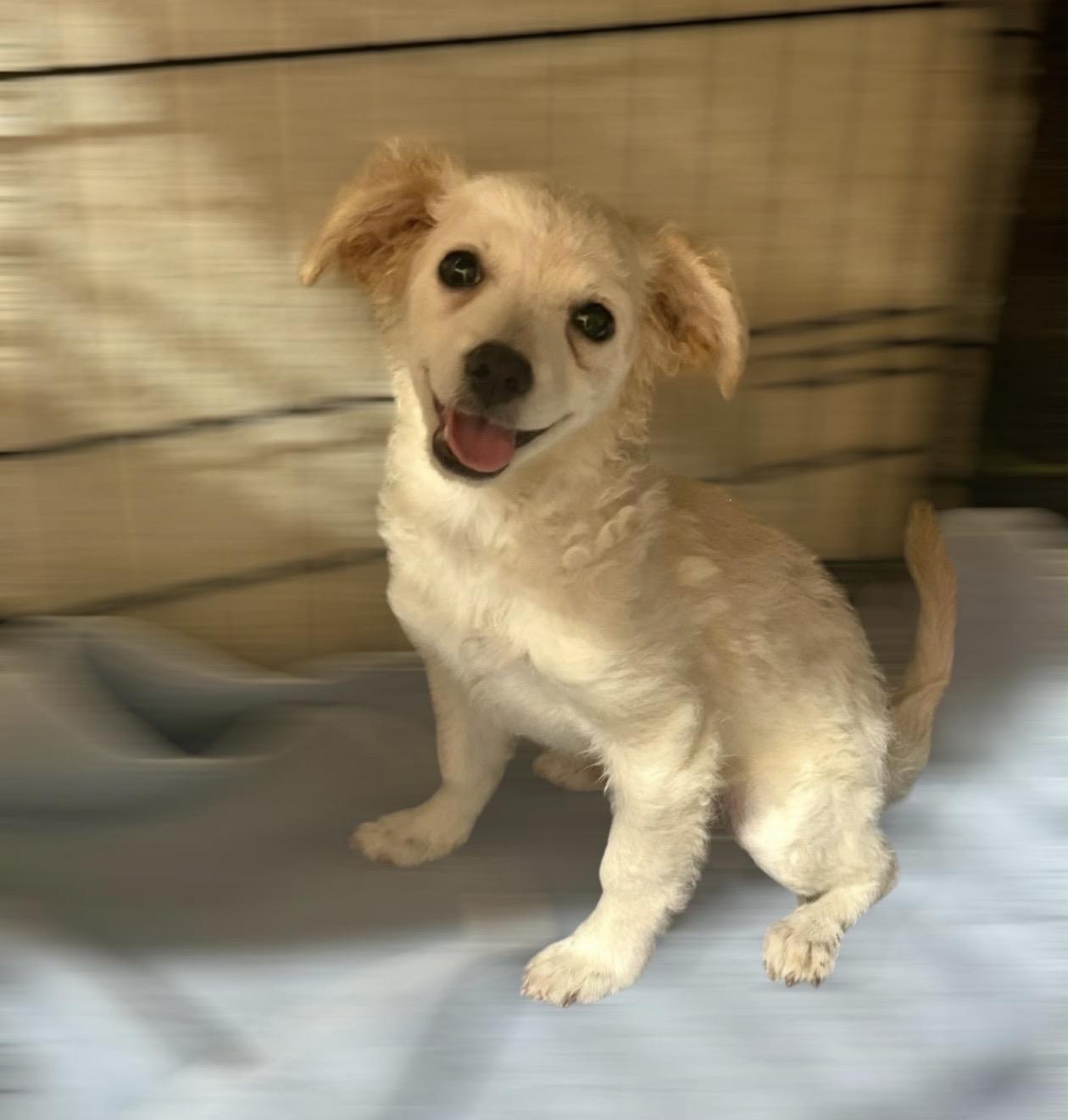 Enlarge Anna, a Adopted mixed breed in Oceanside, CA image 2/4