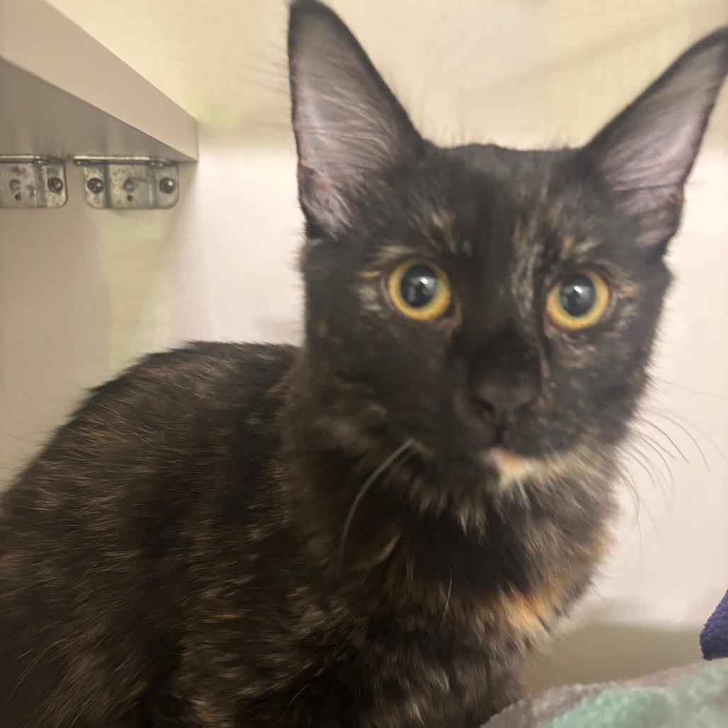 Speckles, Adoptable, Young Female Domestic Long Hair.