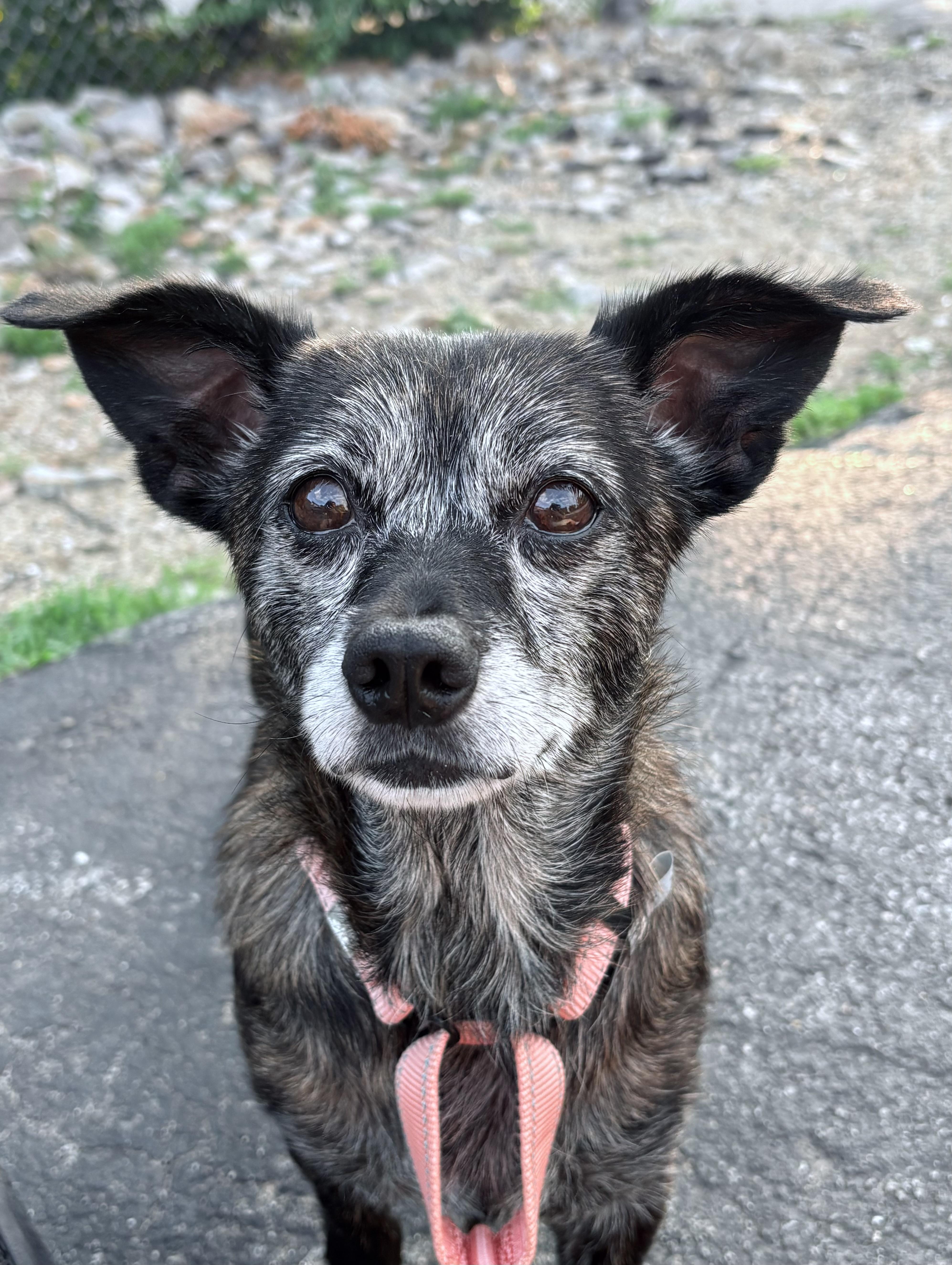 Hope in NH. Come Meet our Adoptable Dogs Wednesday-Saturday. More info in Bio, a ADOPTABLE mixed breed in Manchester, NH image 1/3