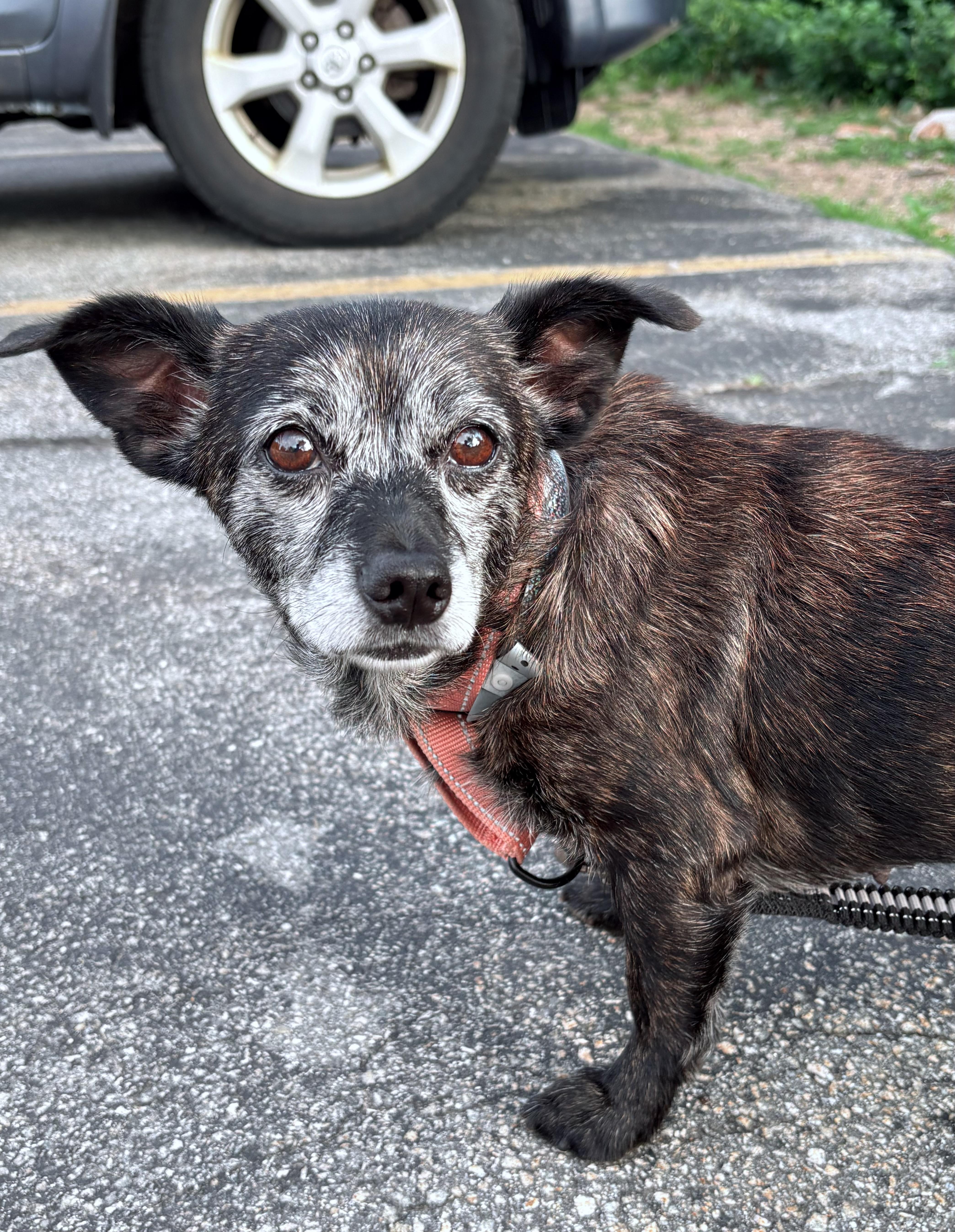 Hope in NH. Come Meet our Adoptable Dogs Wednesday-Saturday. More info in Bio, a ADOPTABLE mixed breed in Manchester, NH image 3/3