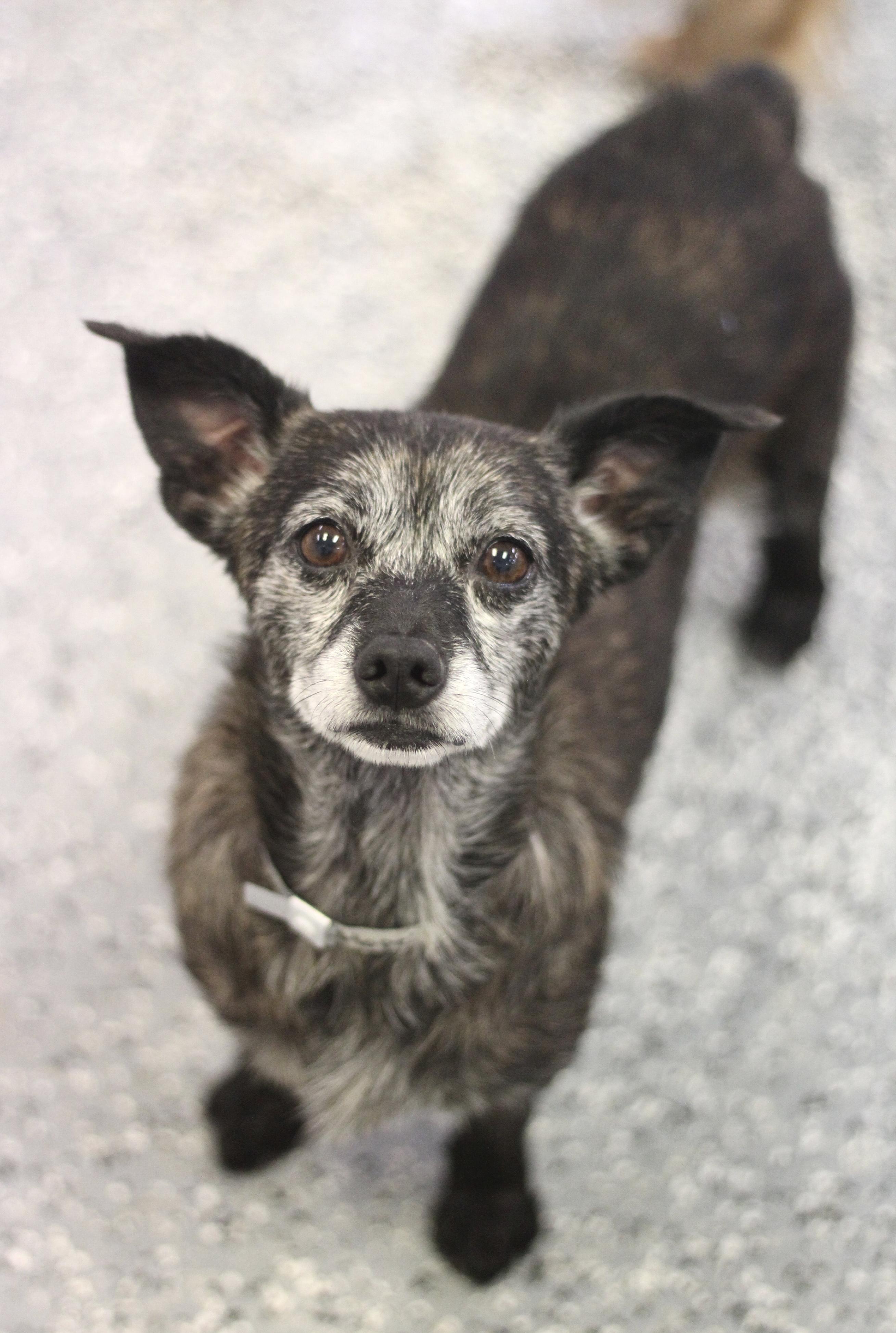Hope in NH. Come Meet our Adoptable Dogs Wednesday-Saturday. More info in Bio, a ADOPTABLE mixed breed in Manchester, NH image 2/3