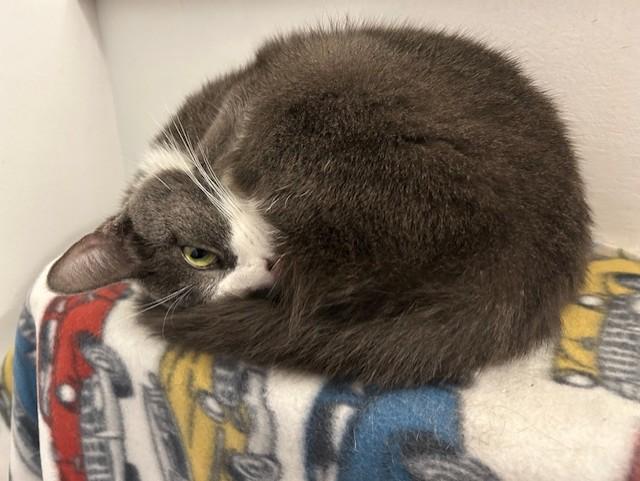 Enlarge Michi, a Adoptable Domestic Short Hair in Chicago, IL image 1/3